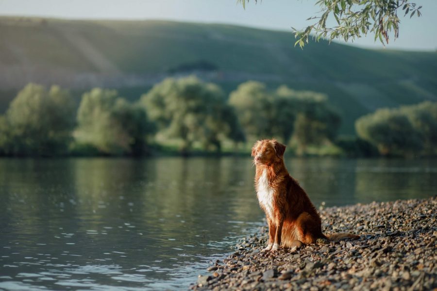 dog on the lake